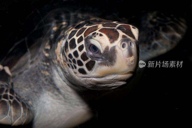 绿海龟(Chelonia mydas)或绿海龟是龟科的一种大型海龟。它是龟属中唯一的一种。它的活动范围遍及世界各地的热带和亚热带海域。